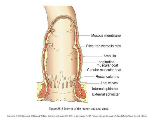 Anal gland human impacted Funny hand job video